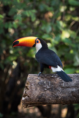Toco toucan on sawn log turning head
