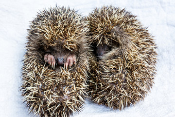 A pair of baby hedgehogs

