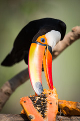 Toco toucan nibbling at papaya in sunshine © Nick Dale