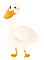 Duck with white feather