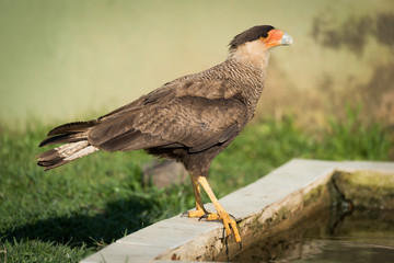 Southern crested caracara perched by water trough