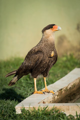 Southern crested caracara perched beside water trough