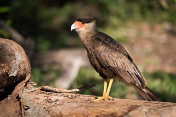 Southern crested caracara on log in sunshine