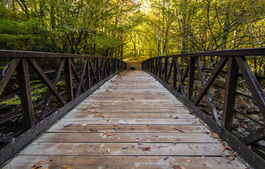 Fototapeta na wymiar Autumn Hike In The Great Smoky Mountains National Park. Footbridge along a trail in the Great Smoky Mountains with autumn foliage as the background. Gatlinburg, Tennessee.