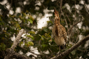 Rufescent tiger heron squawking with beak open
