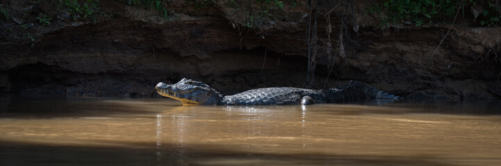 Panorama of yacare caiman in sunlit pool