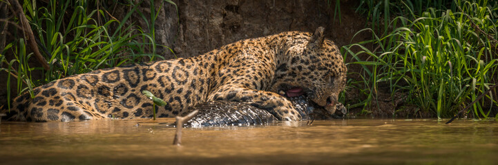 Panorama of jaguar biting into yacare caiman © Nick Dale