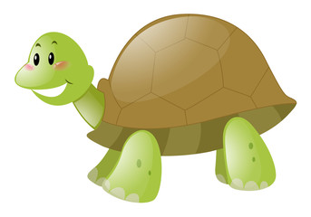 Cute turtle on white background