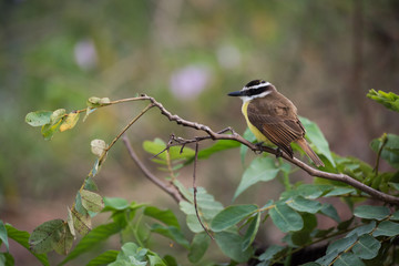 Lesser kiskadee perched on branch facing left