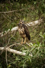 Juvenile savanna hawk on branch making call