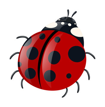 Ladybug with red wings