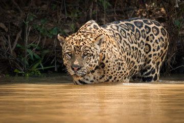 Fototapeta na wymiar Jaguar stares out over river from shallows