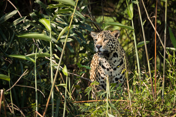 Jaguar standing staring through undergrowth in sunshine © Nick Dale