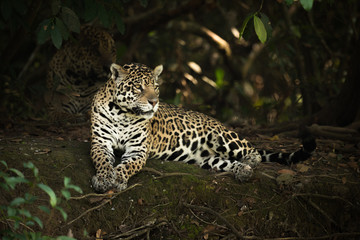 Fototapeta na wymiar Jaguar lying under trees on shady bank
