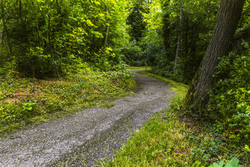 Fototapeta na wymiar Footpath in green forest of Wienerwald near Vienna