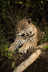 Jaguar lying beside log on earth bank