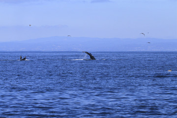 Fototapeta premium queue de baleine grise