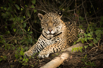 Jaguar lying beside log in leafy undergrowth