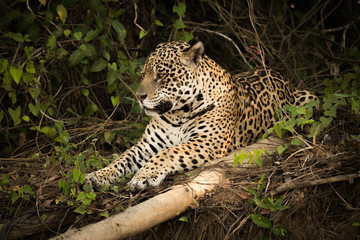 Fototapeta na wymiar Jaguar lying beside log in leafy bushes