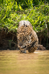 Fototapeta na wymiar Jaguar looking left walking through muddy shallows
