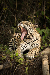 Jaguar lying beside dead log yawns widely