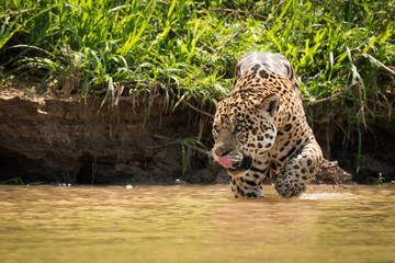Jaguar licking lips walking through muddy shallows - obrazy, fototapety, plakaty