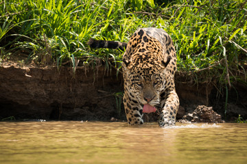 Jaguar in shallows drinking from muddy river - obrazy, fototapety, plakaty