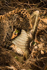 Jaguar dragging dead yacare caiman through branches