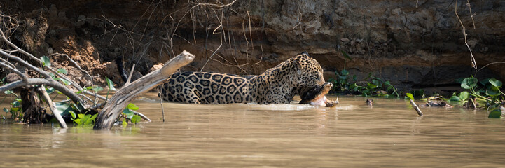 Fototapeta na wymiar Jaguar carrying yacare caiman through muddy river