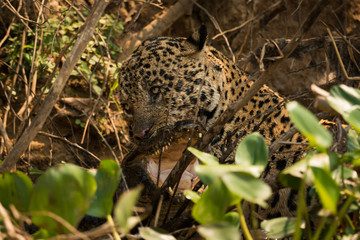 Fototapeta na wymiar Jaguar biting yacare caiman with open jaws