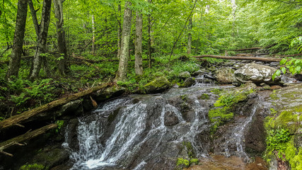Dark Hollow Falls Forest In The Shenandoah Valley National Park  