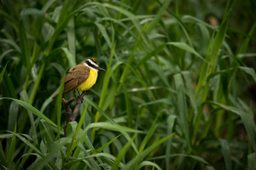 Great kiskadee among talll reeds looking right