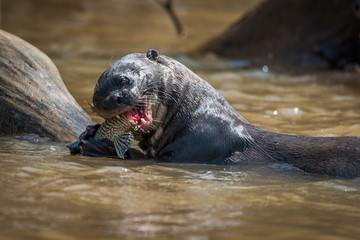 Naklejka premium Giant river otter eating fish in river