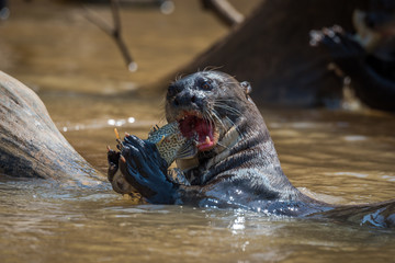 Giant river otter biting fish in river