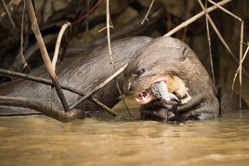 Giant river otter eating fish in reeds