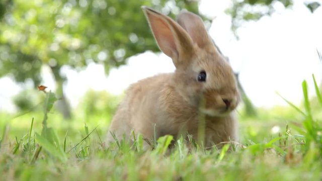 Little rabbit on the grass