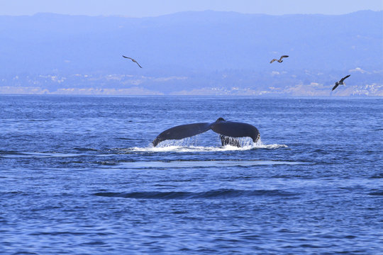 queue de baleine grise