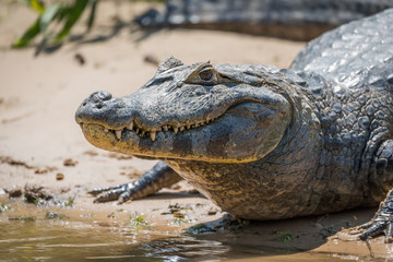 Close-up of yacare caiman on muddy shore