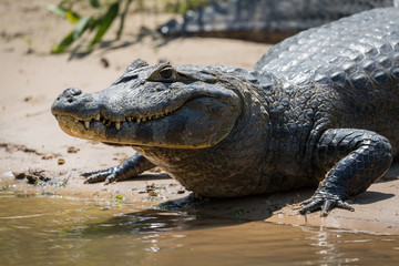 Close-up of yacare caiman on muddy beach