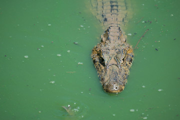 Close-up of yacare caiman in green water