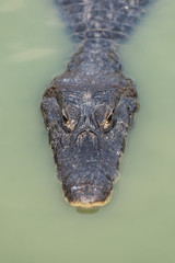 Close-up of yacare caiman in green river