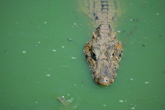 Close-up of yacare caiman in green water