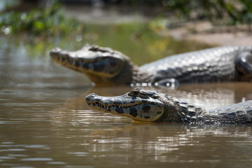 Close-up of two yacare caiman in shallows