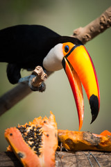 Close-up of toco toucan with papaya half © Nick Dale