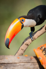 Close-up of toco toucan with papaya chunk © Nick Dale