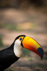 Close-up of toco toucan staring at camera