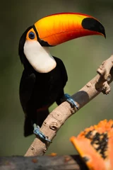 Rolgordijnen Close-up of toco toucan eyeing papaya half © Nick Dale