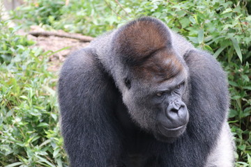 ゴリラ