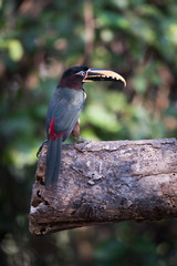Chestnut-eared aracari on sawn log in sunshine