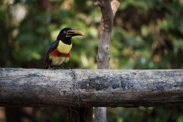 Chestnut-eared aracari on horizontal log in shade